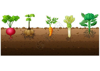 不同种类蔬菜插图的矢量图解图片