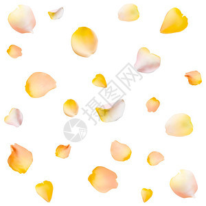 玫瑰花瓣矢量背景Eps10插图黄色玫瑰花瓣散落在白色背景上由花瓣制图片