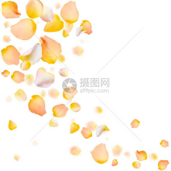 玫瑰花瓣矢量背景Eps10插图黄色玫瑰花瓣散落在白色背景上框图片