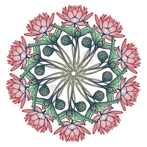 Lotus背景花朵装饰物白底的圆圈内水百合腐蚀图片