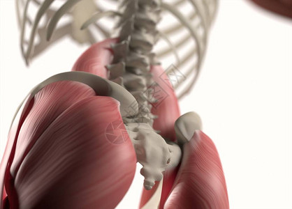 人类脊椎和骨盆解剖模图片