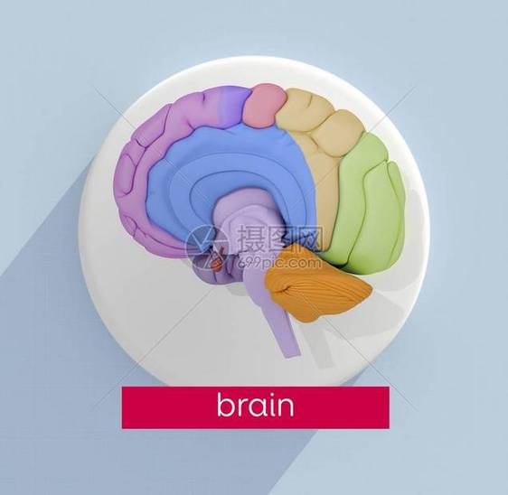 人类大脑解剖模型图标图片