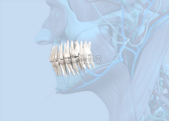 人类牙齿解剖模图片