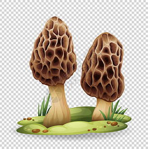 透明背景插图上的野蘑菇图片
