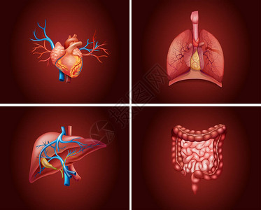 人体器官图的四个不同部分图片