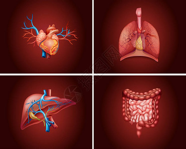 人体器官图的四个不同部分背景图片