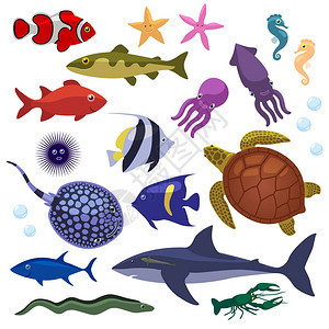 鱼海洋动物海星鲨鱼乌龟和其他海洋动图片