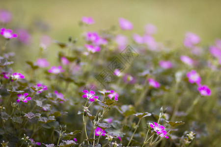 可爱的抽象背景有细小粉红色花朵So图片