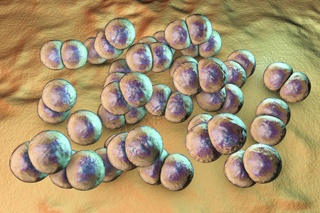 细菌脑膜炎奈瑟菌或脑膜炎球菌图片