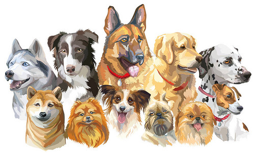 一组彩色矢量肖像的狗品种图片