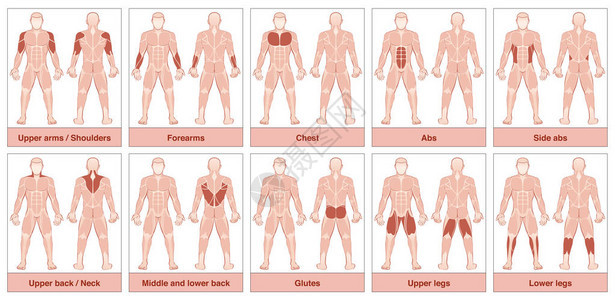 肌肉组图具有最大人体肌肉的男身体图片