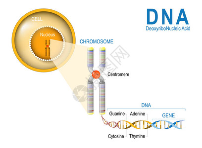 细胞染色体DNA和基因细胞结构DNA分子是双螺旋基因是一段编码特定蛋白质的DNA图片