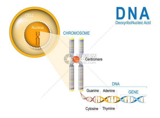 细胞染色体DNA和基因细胞结构DNA分子是双螺旋基因是一段编码特定蛋白质的DNA图片