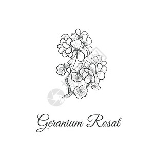 RosatGeranium石焦仑Strach手绘画图片