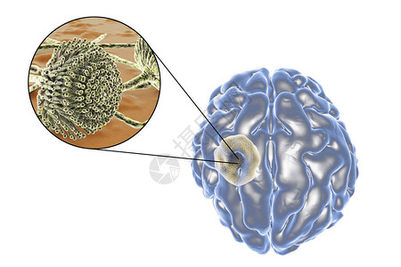 脑曲霉菌和真菌曲霉菌的特写视图图片