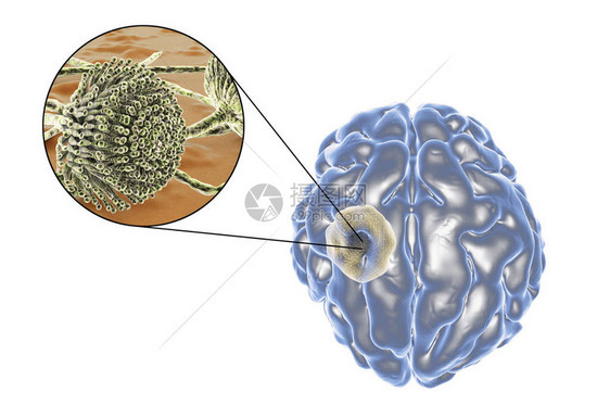 脑曲霉菌和真菌曲霉菌的特写视图图片
