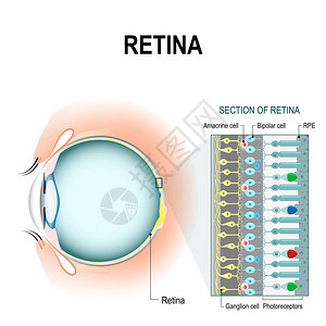视网膜细胞图片
