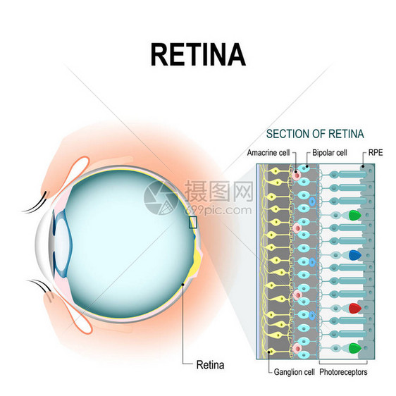 视网膜细胞图片