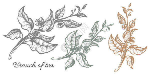 叶子和鲜花的茶树枝植物图画草纸孵化现实自然有机产品白底脑图片