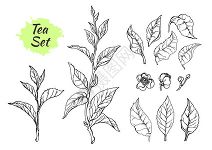 一组带叶子的茶树枝植物绘图草图图片