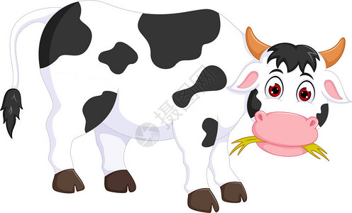 展示可爱的漫画奶牛以站立和微笑的方式吃图片