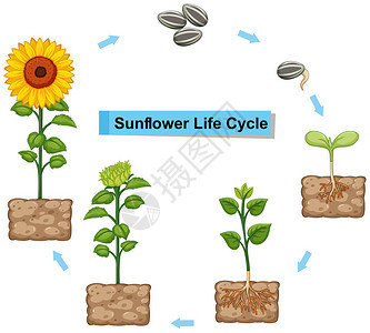 向日葵插图显示生命图片