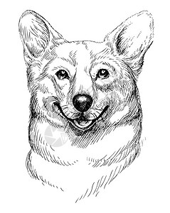 狗 画welshcorgipembroke的矢量手工绘制草图肖像手画家庭宠物狗插图