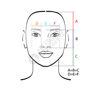 完美的面部比例模板矢量插图图片