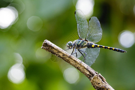 树枝上的四面象天花板龙的图象PygmySkimmmer图片