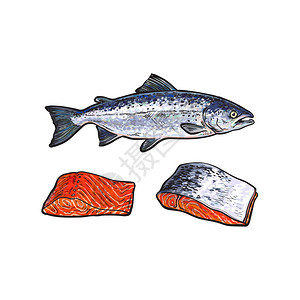 矢量素描卡通海红鲑鱼和肉片牛排图片