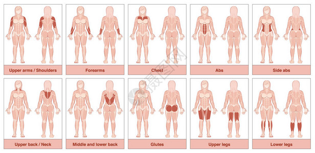 肌肉群图表具有最大人体肌肉的女身体图片