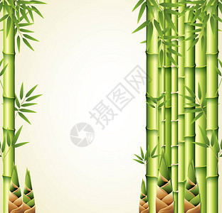 背景设计与竹茎插图图片