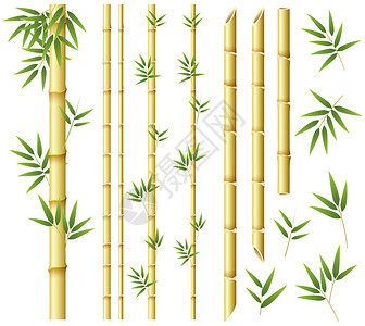 白色背景插图上的竹茎和叶子图片