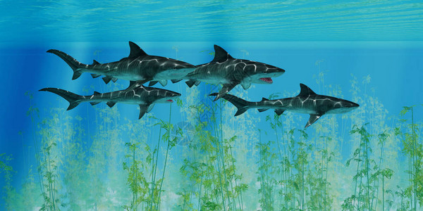 数只虎鲨一起游过海藻森林寻找下一个猎物图片