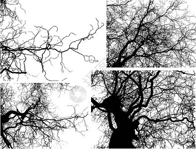 矢量树枝插图图片