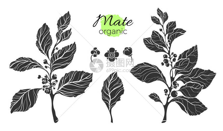 黑色剪影伴侣分支的矢量集合用树叶花朵和浆果塑造逼真的套装白色背景上的自然收藏植物绘图有机食品图片