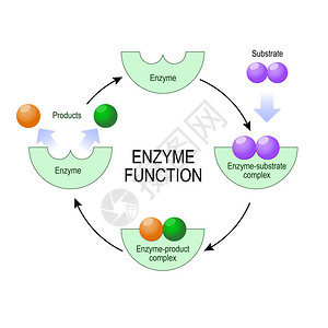 酶功能底物产物酶产物复合物和酶底物复合物用于医疗教育和科学图片