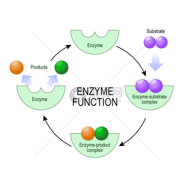酶功能底物产物酶产物复合物和酶底物复合物用于医疗教育和科学图片