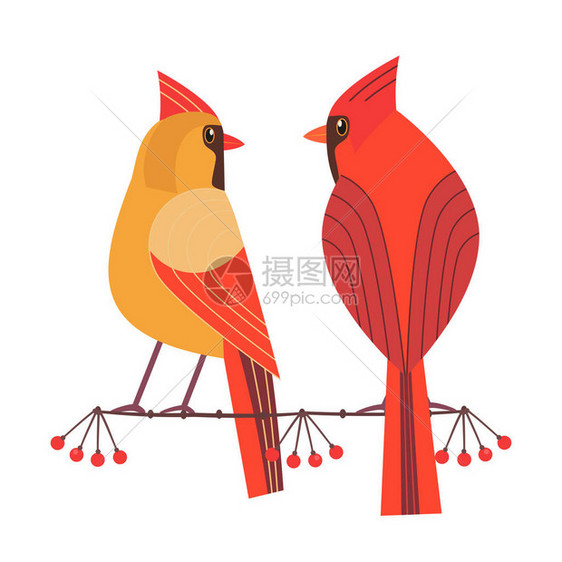 可爱的红色北方红衣主教夫妇图标漫画简单的平面卡通后院的冬鸟图片