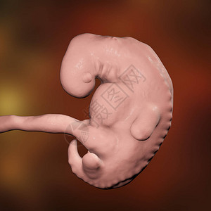 4周胚胎怀孕第四周末期第4周科学精图片