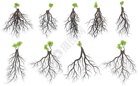 树根与发芽四肢树根为双图片