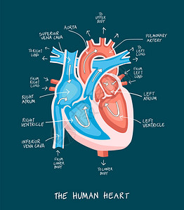 手画人类心脏解剖图教育图表显示血流和贴有标签的主要部分矢量插图很容易编辑Vict图片