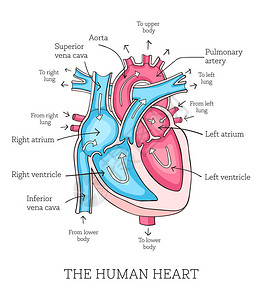 手画人类心脏解剖图图表显示血流和贴有的主要部分矢量插图很容易编辑Vict图片