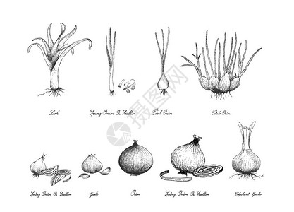插图手绘素描新鲜蒜珍珠洋葱土豆洋葱和图片