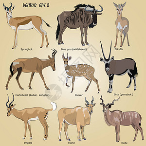 一组逼真的非洲羚羊羚羊大羚羊羚羊dikdik黑斑羚跳羚角马杜克捻角羚蓝牛羚孤立每个对象都位于图片