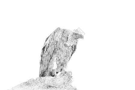 秃鹫黑白素描用铅笔图片