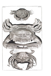 螃蟹DAmboinscheRariteitkamer的插图图片