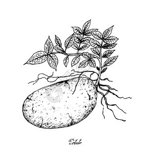 根和土豆蔬菜白背景上孤立的土豆插图图片