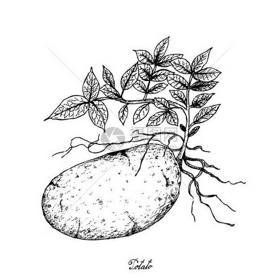 根和土豆蔬菜白背景上孤立的土豆插图图片
