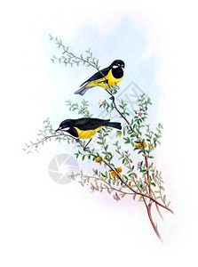 鸟类说明澳大利亚的鸟类18图片